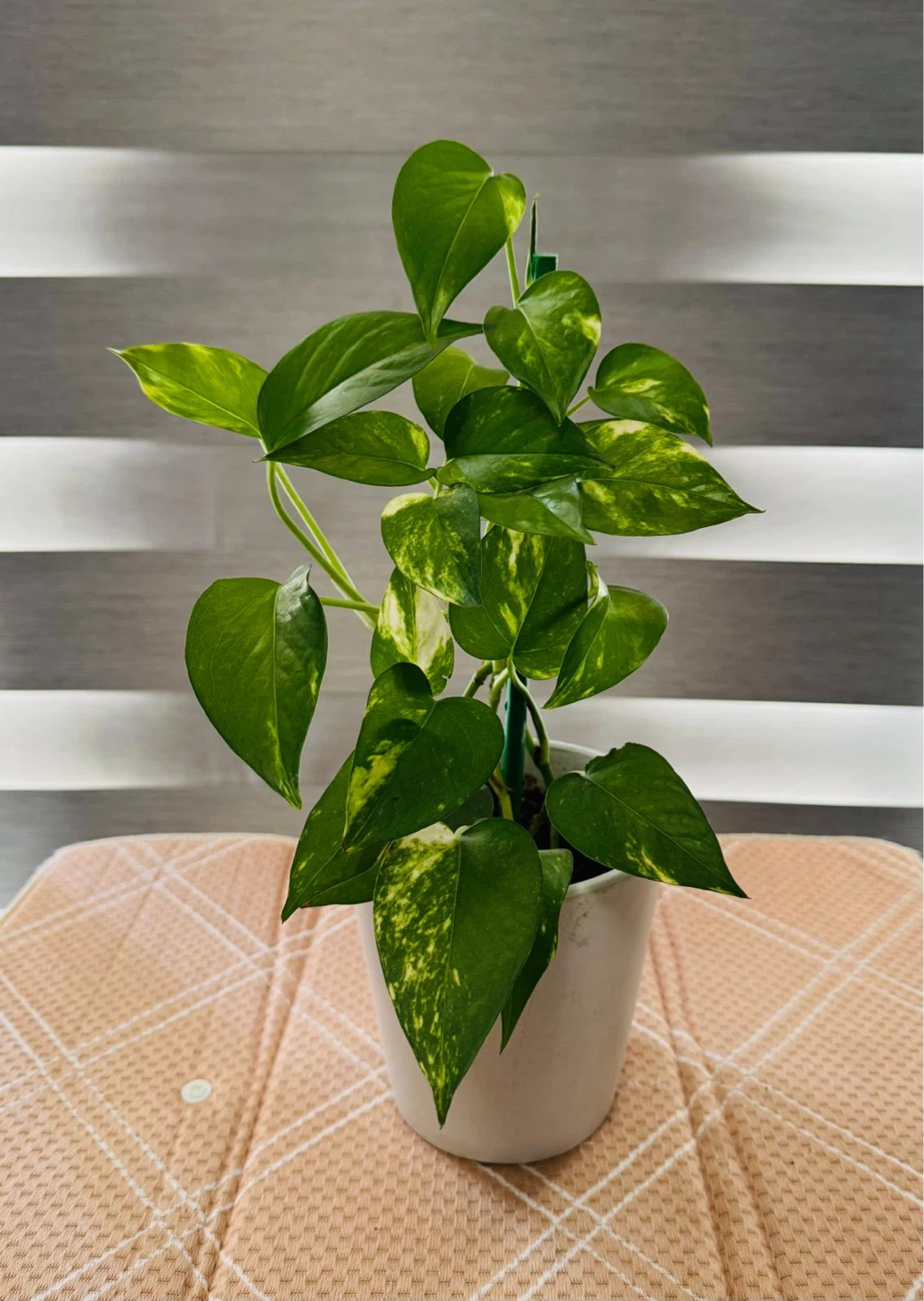 Pothos Plant