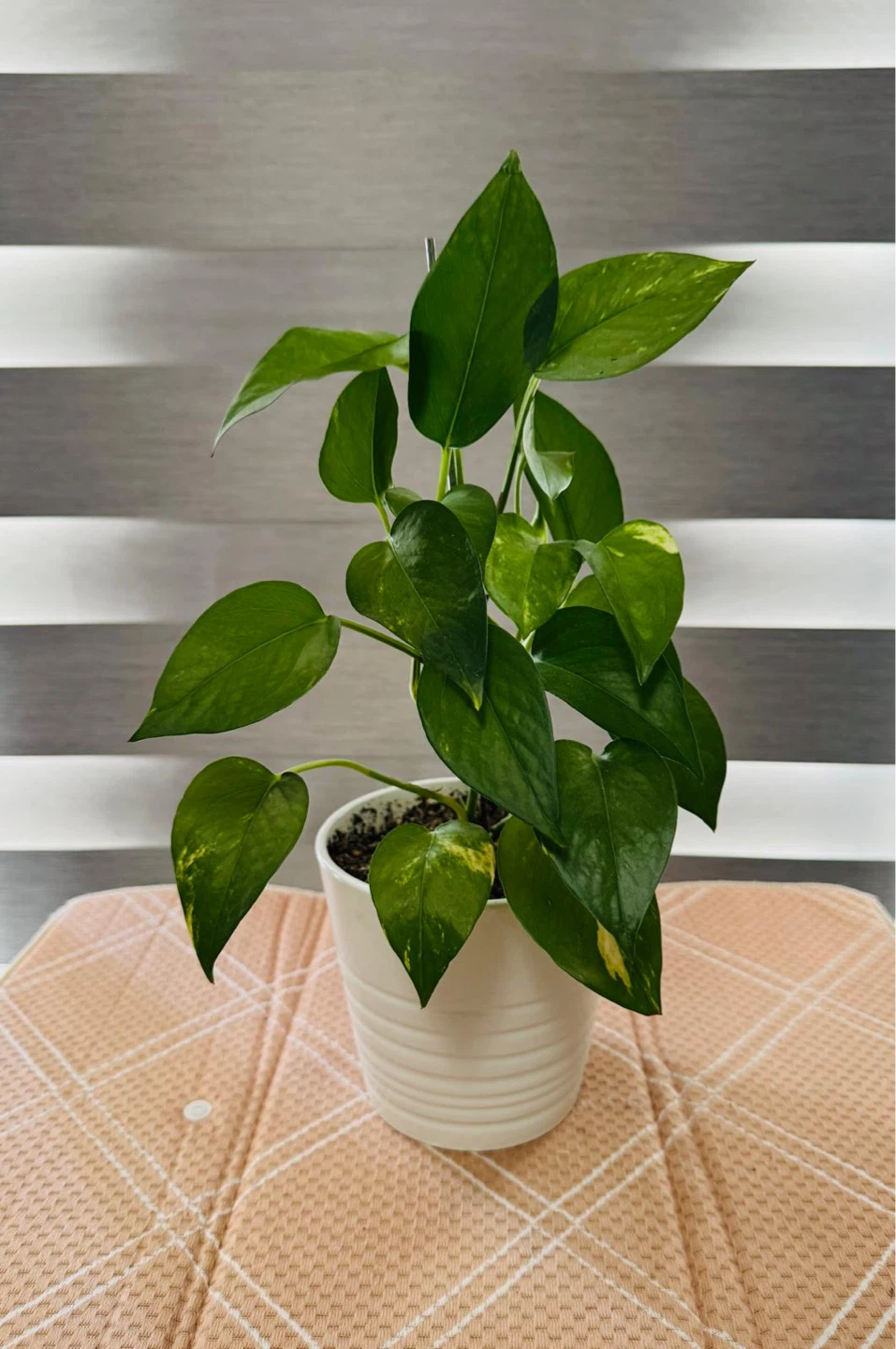 Pothos Plant in White Pot