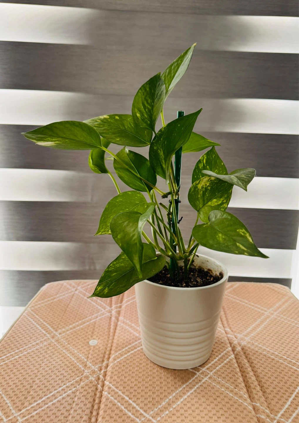 Pothos Plant in White Pot