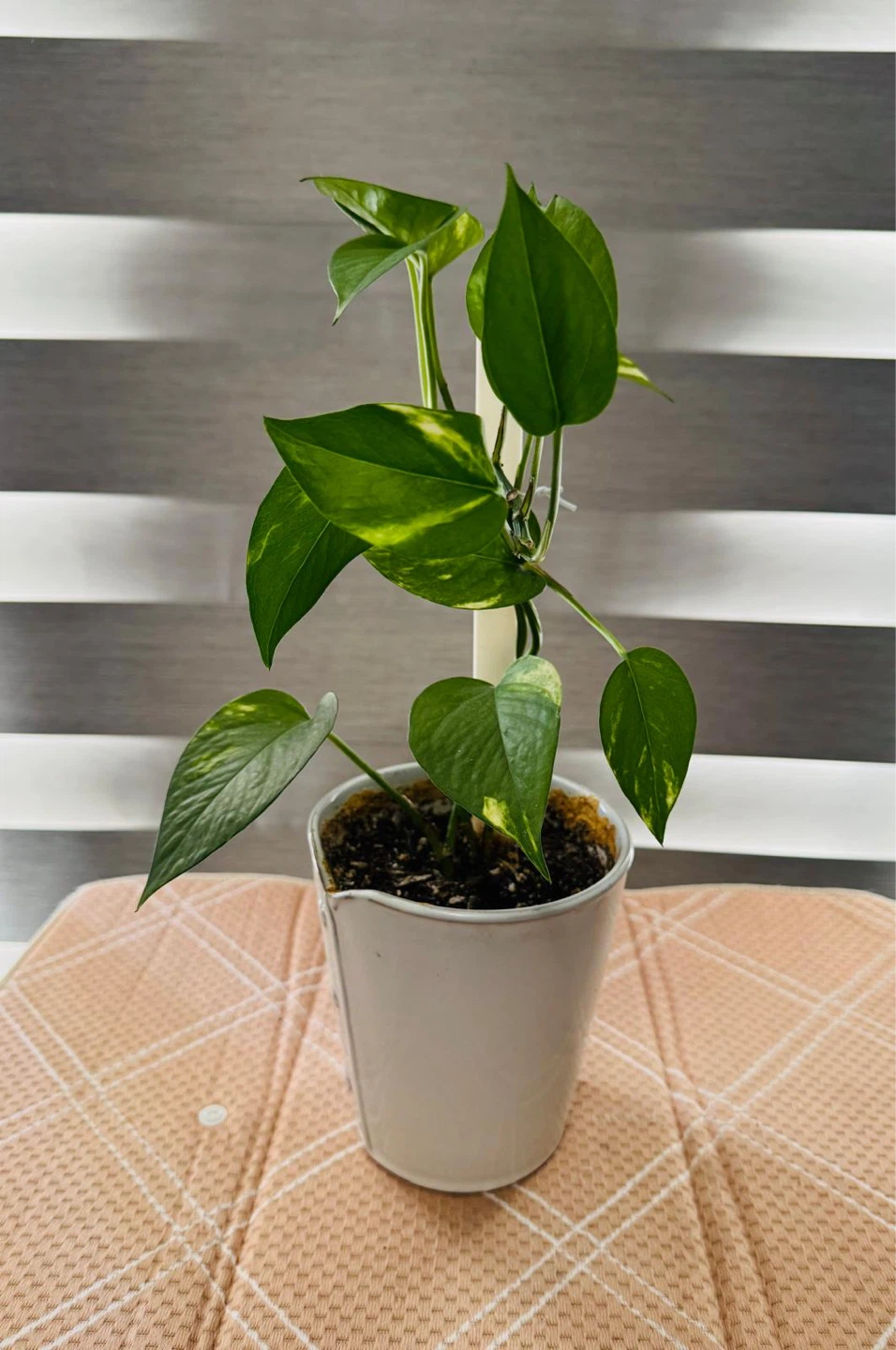 Pothos Plant in White Pot