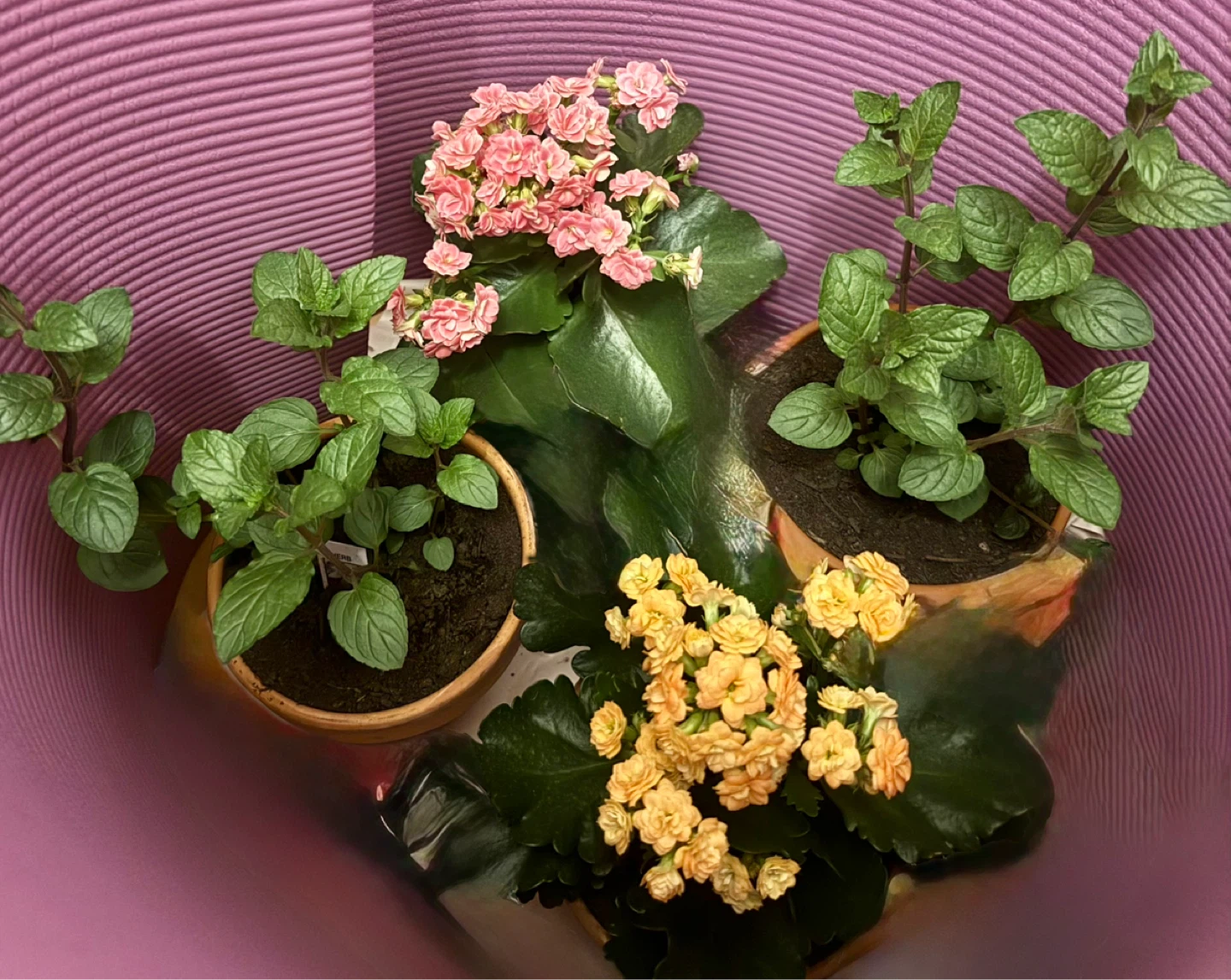 NEW✨4 fresh Flowering/Herb pot🪴