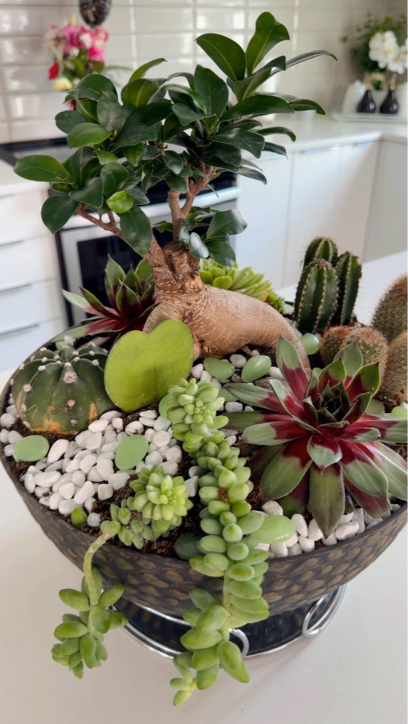 Mixed Succulent and Cactus Arrangement