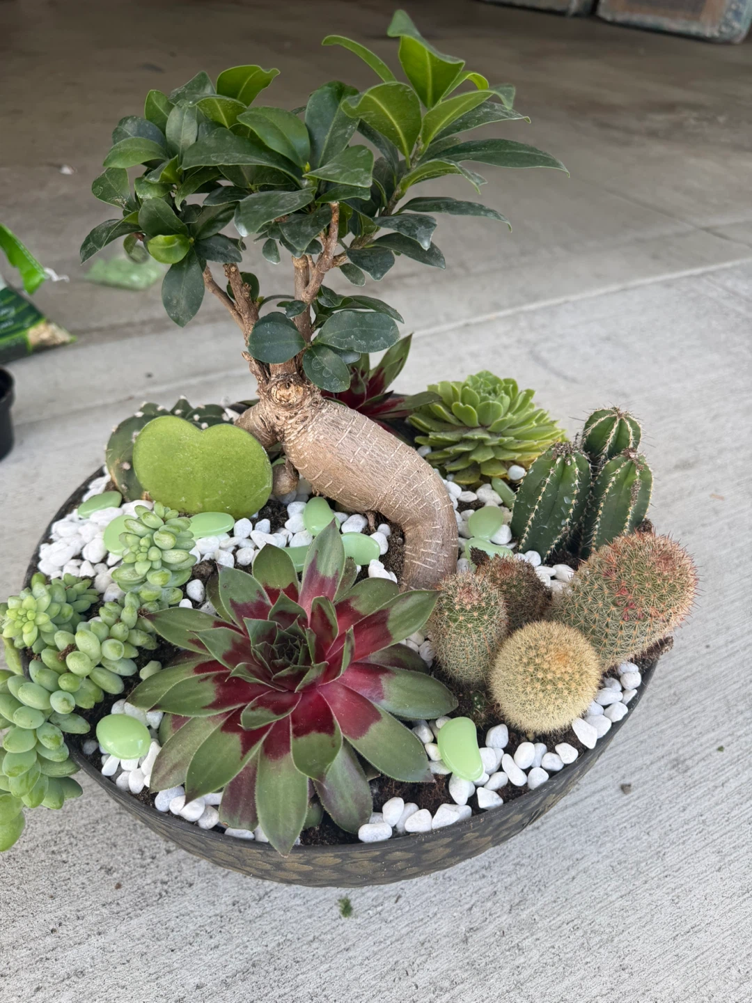 Mixed Succulent and Cactus Arrangement - photo 3