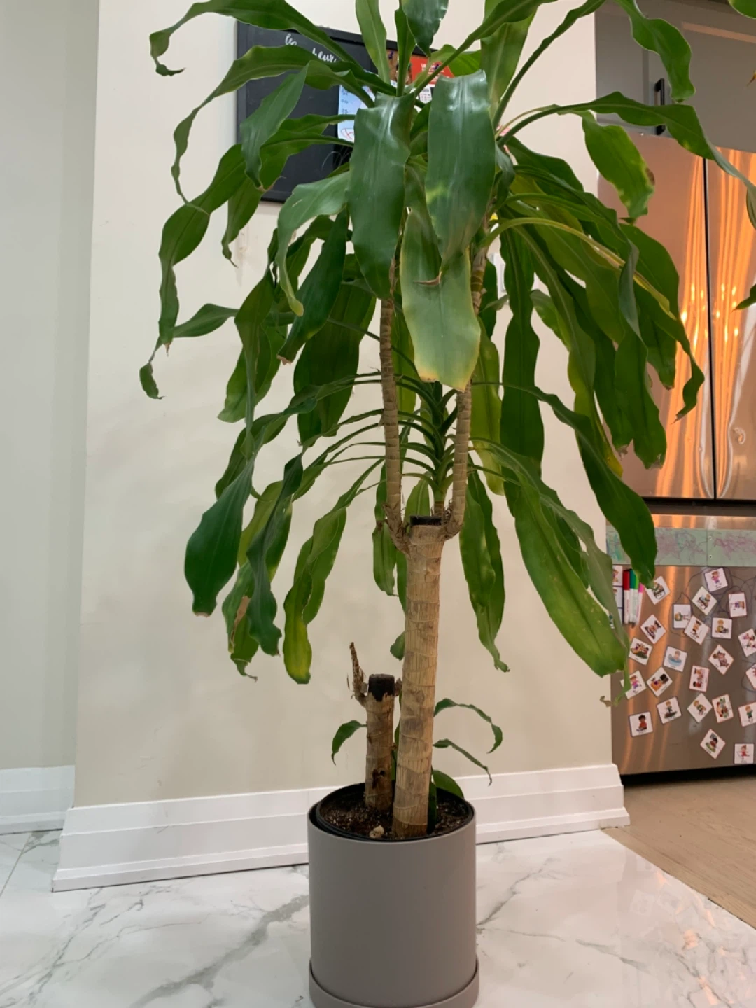 Dracaena Fragrans Corn Plant - photo 2