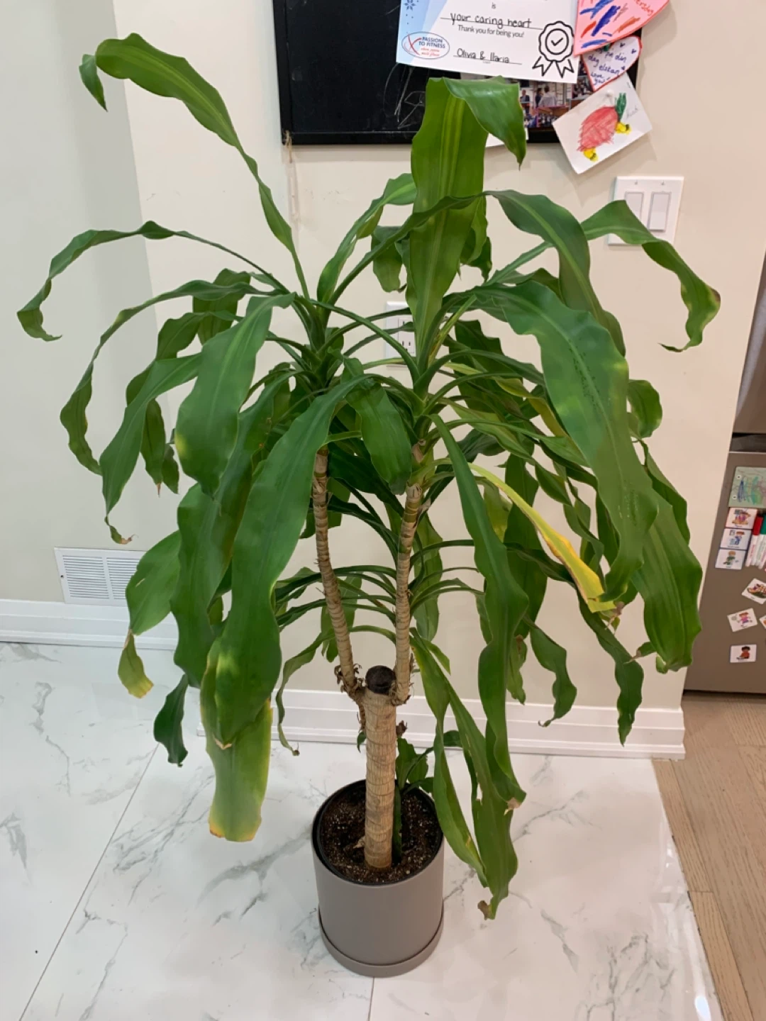 Dracaena Fragrans Corn Plant