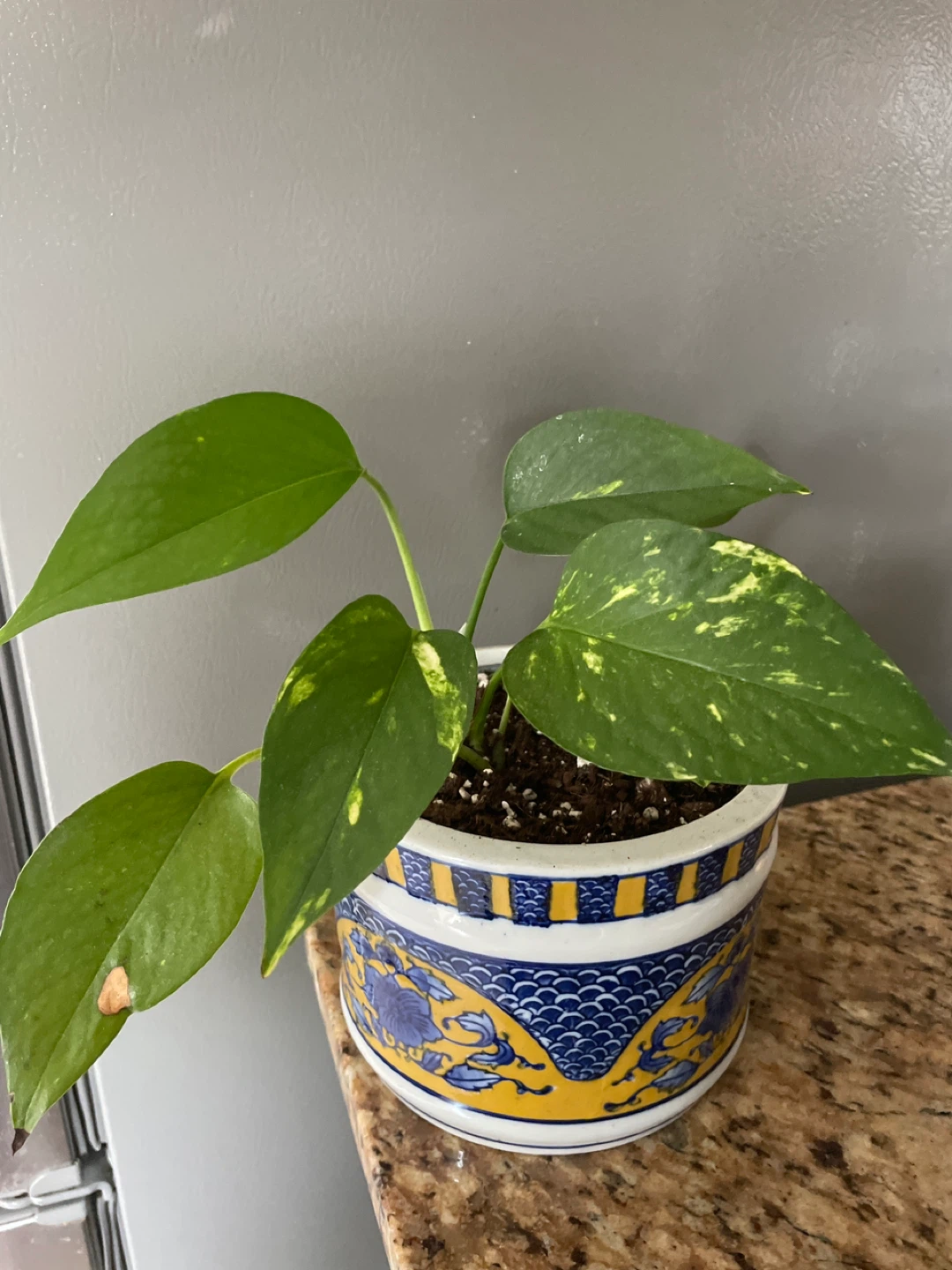 Golden Pothos Plant in ceramic Decorative Pot