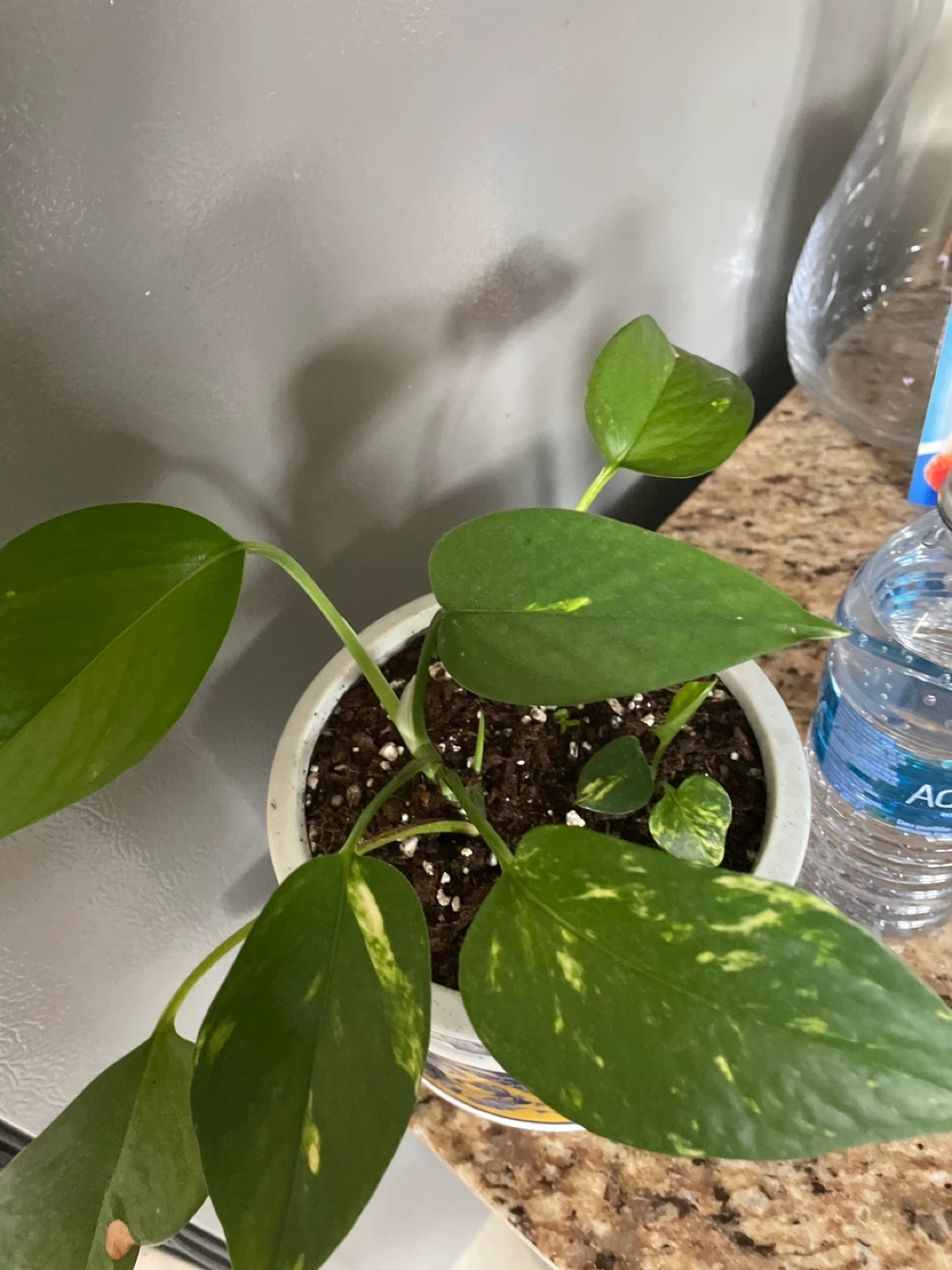 Golden Pothos Plant in ceramic Decorative Pot - photo 4