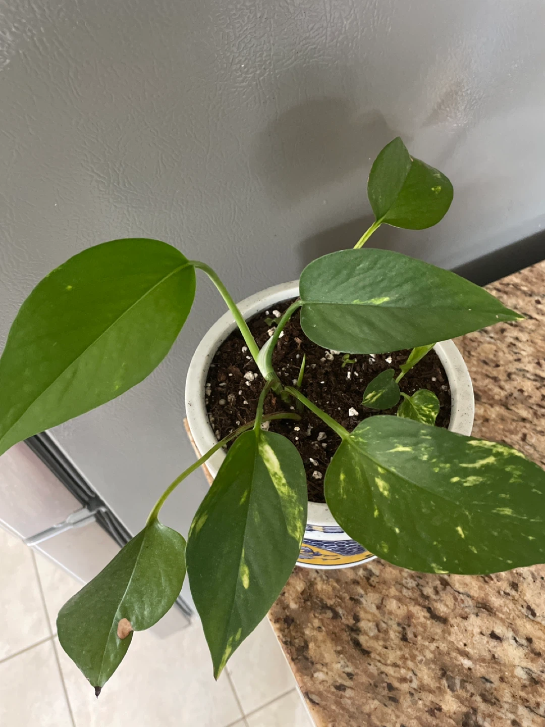 Golden Pothos Plant in ceramic Decorative Pot - photo 2