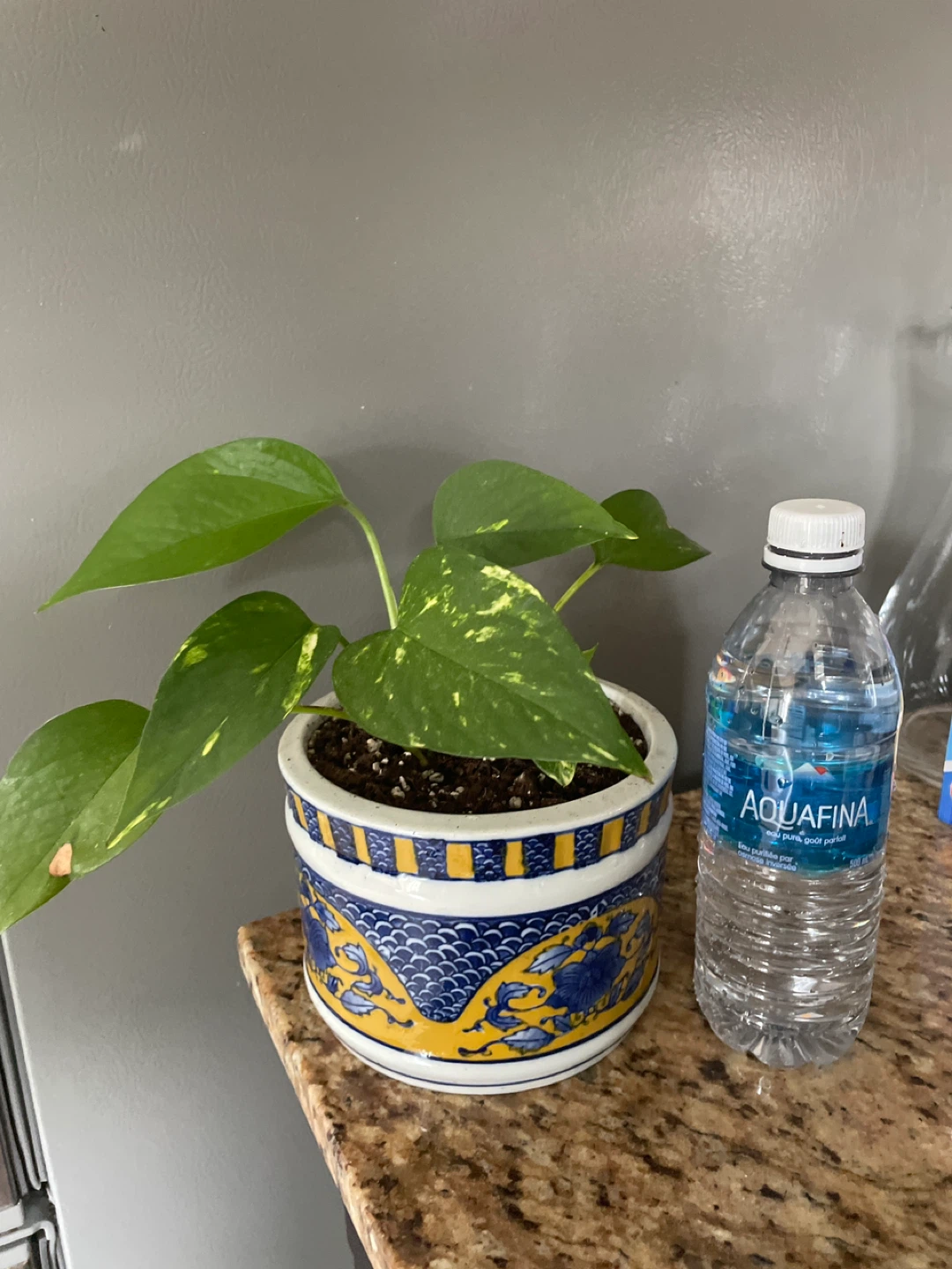 Golden Pothos Plant in ceramic Decorative Pot - photo 3