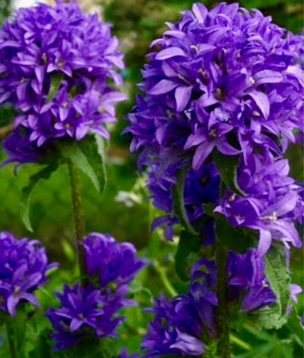 4 different perennial plants (see description) - photo 4