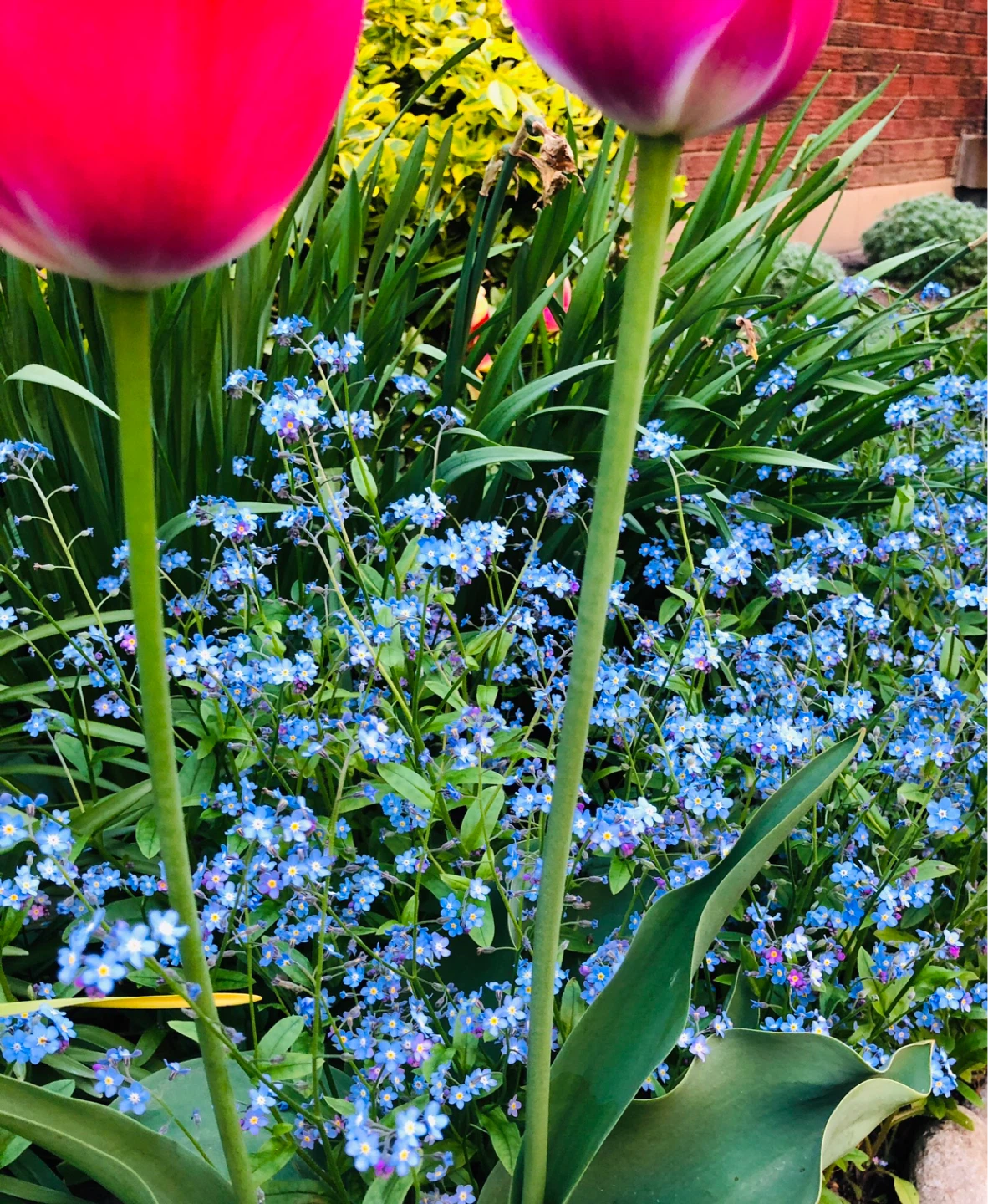4 different perennial plants (see description) - photo 3