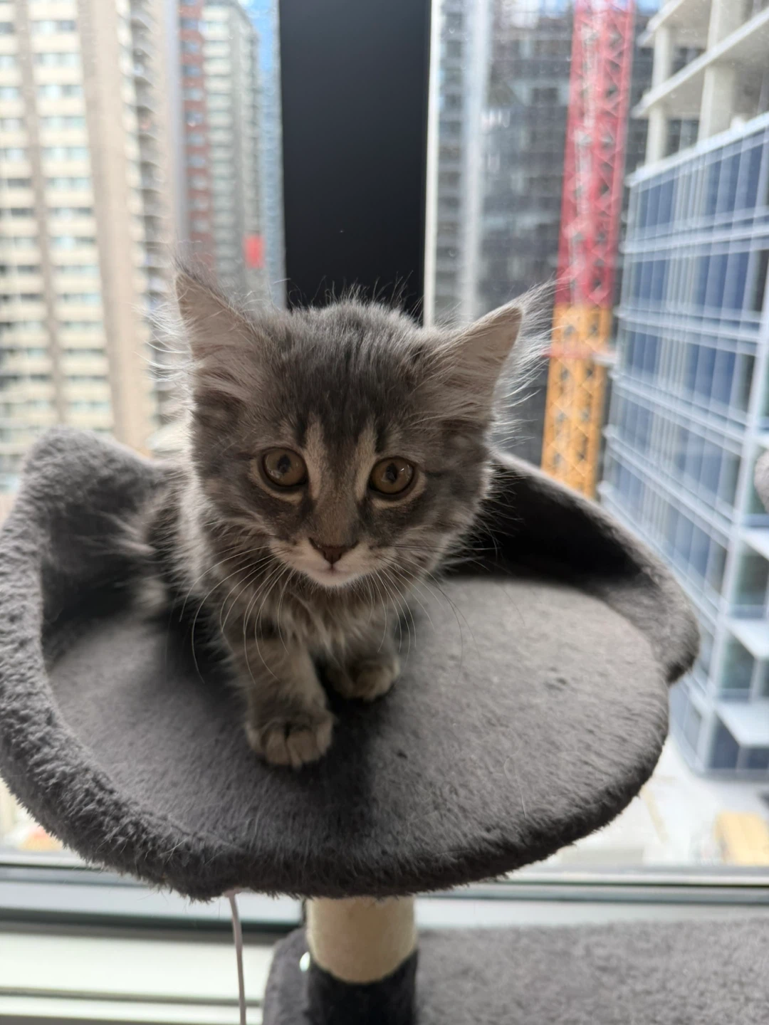 Looking for cat supplies