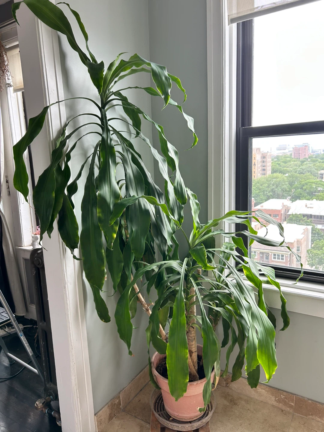 Large Dracaena