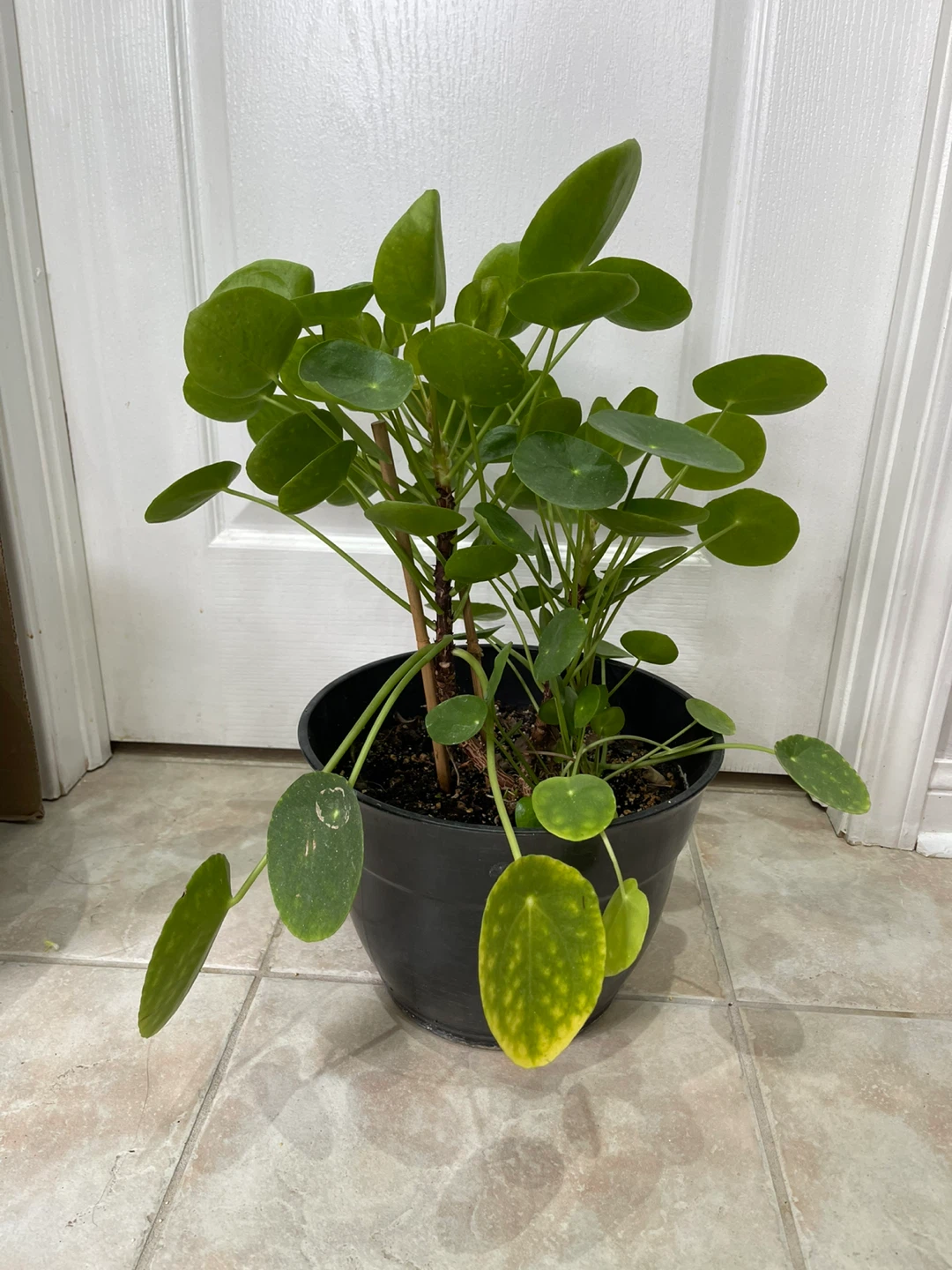 Pilea Peperomioides Plant - photo 2