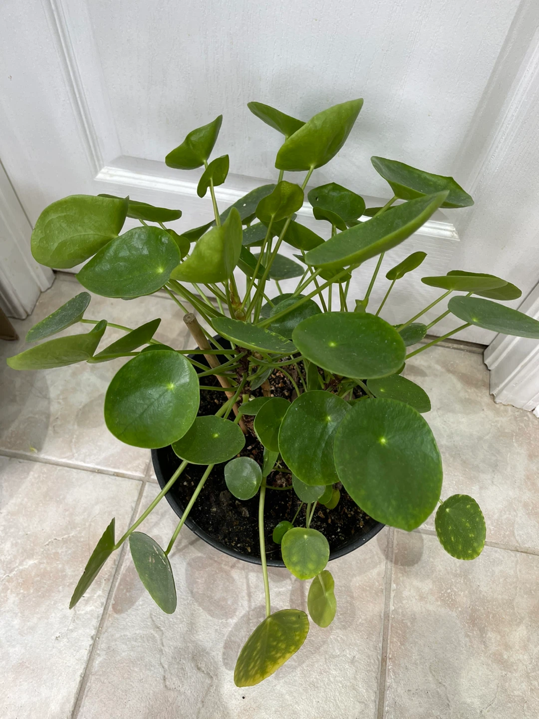 Pilea Peperomioides Plant