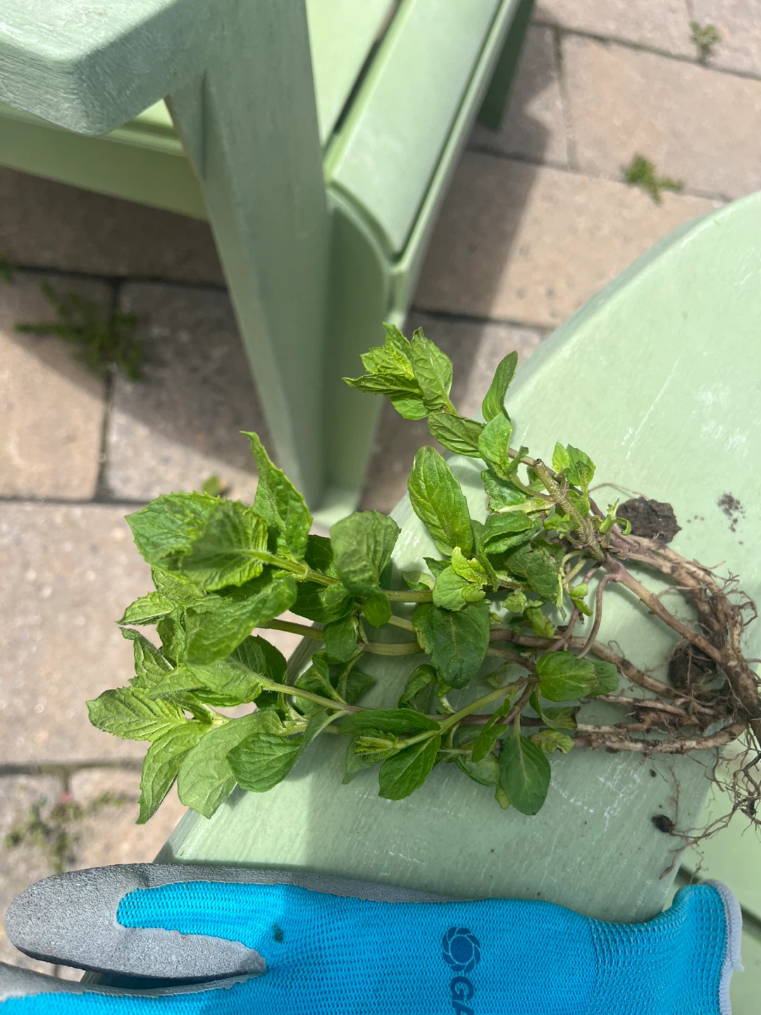 Mint - photo 2