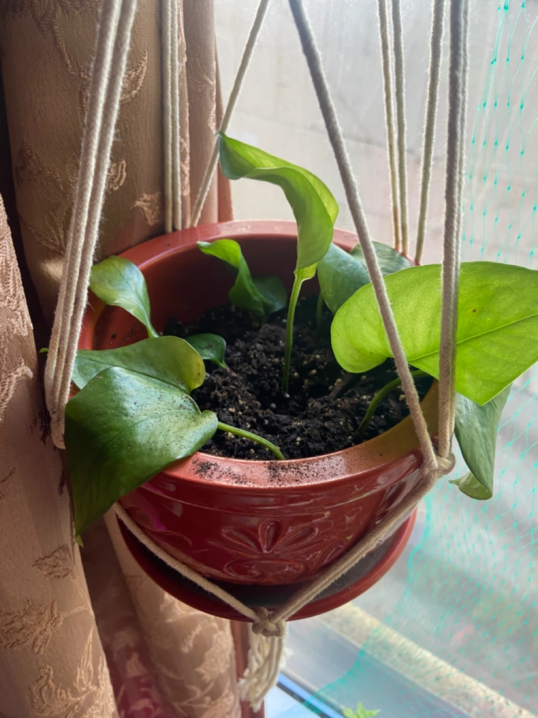 Indoor vine plants