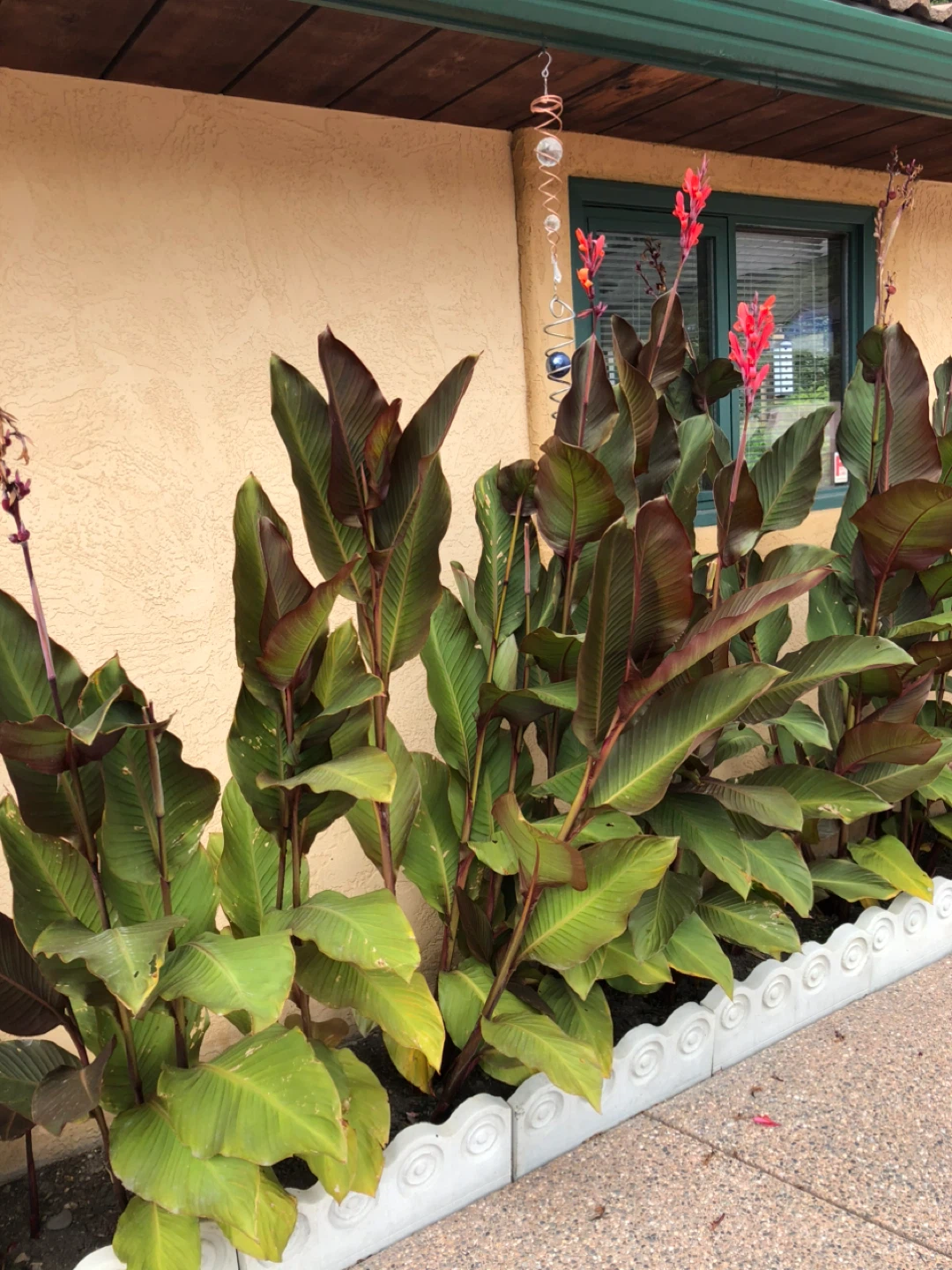 Canna lilies