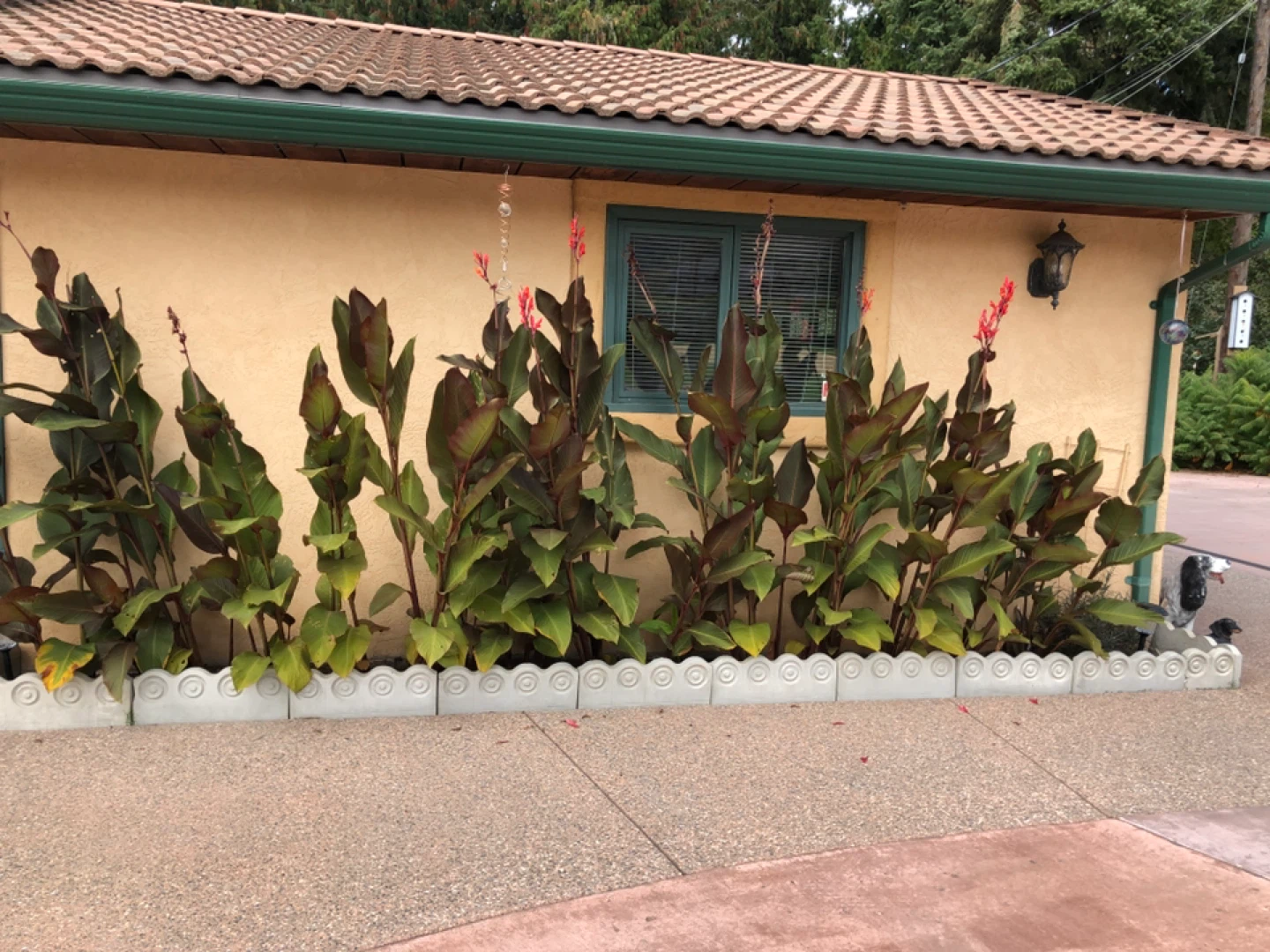 Canna lilies - photo 2