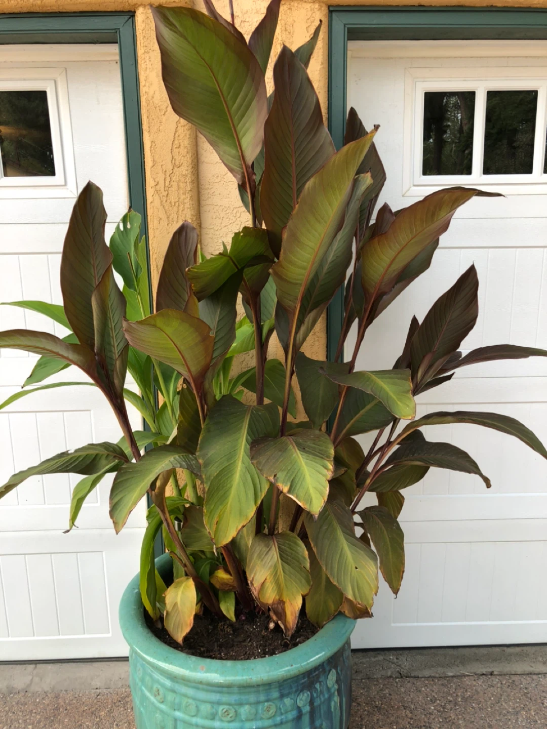 Canna lilies - photo 4