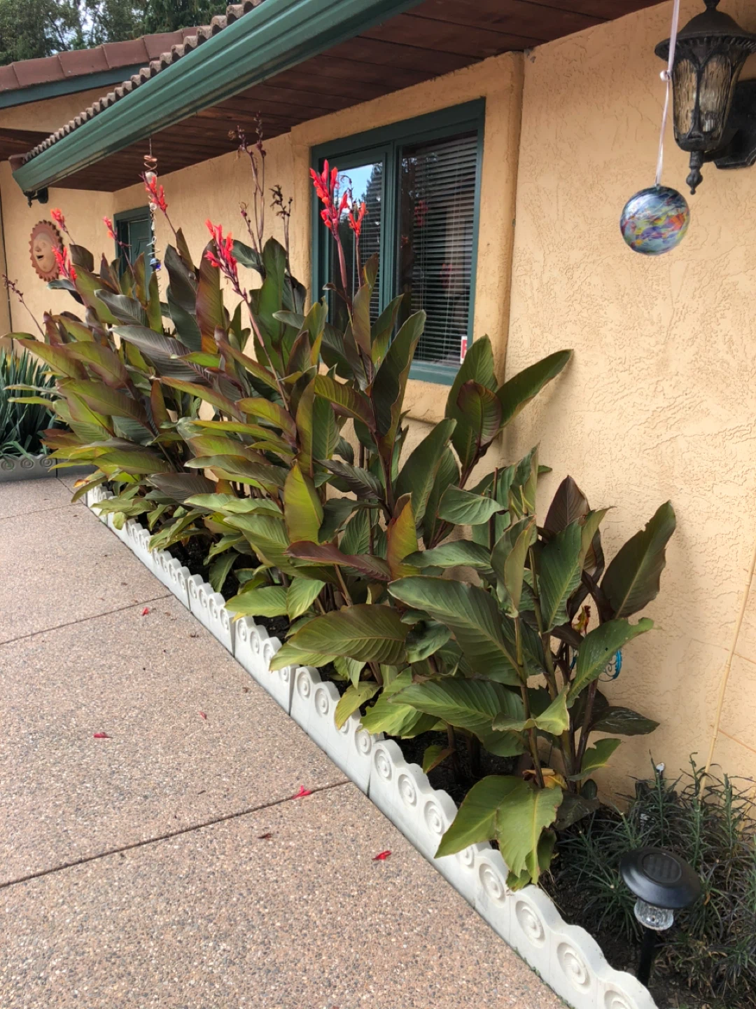 Canna lilies - photo 3