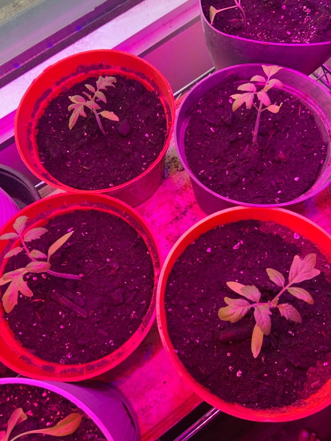 Cherry Tomato and Kale Seedlings in Pots