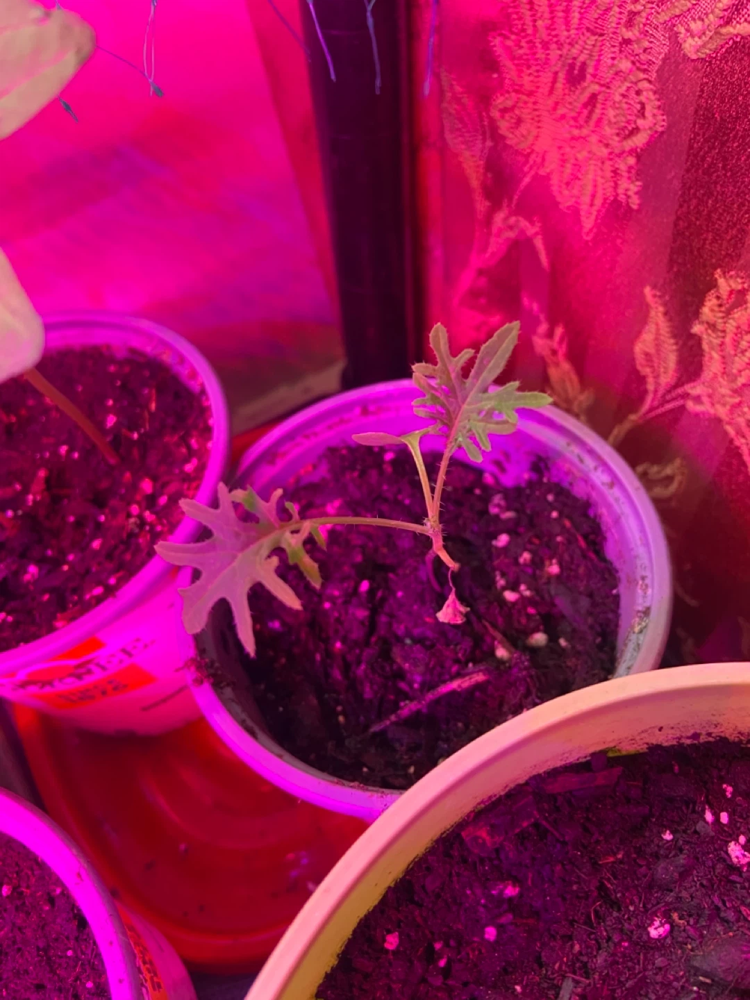 Cherry Tomato and Kale Seedlings in Pots - photo 2