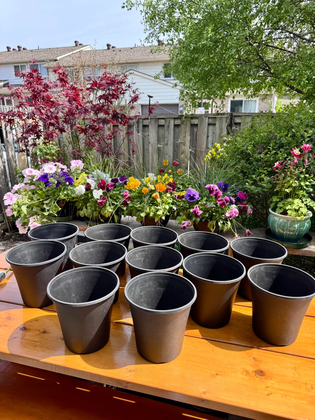 $1 Each Nursery Pot - 8.75”× 8.5”