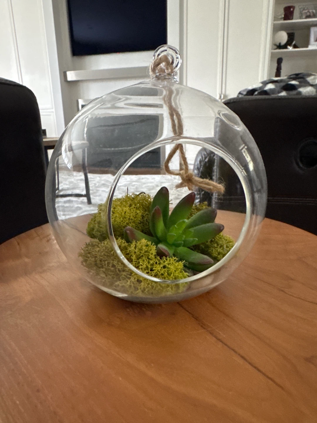 Hanging Glass Terrarium with Succulent and Moss