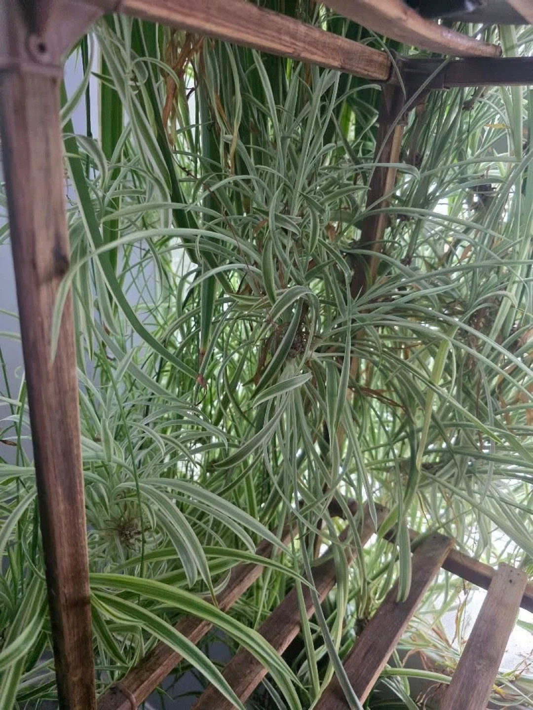 Spider Plant in Pot - photo 3