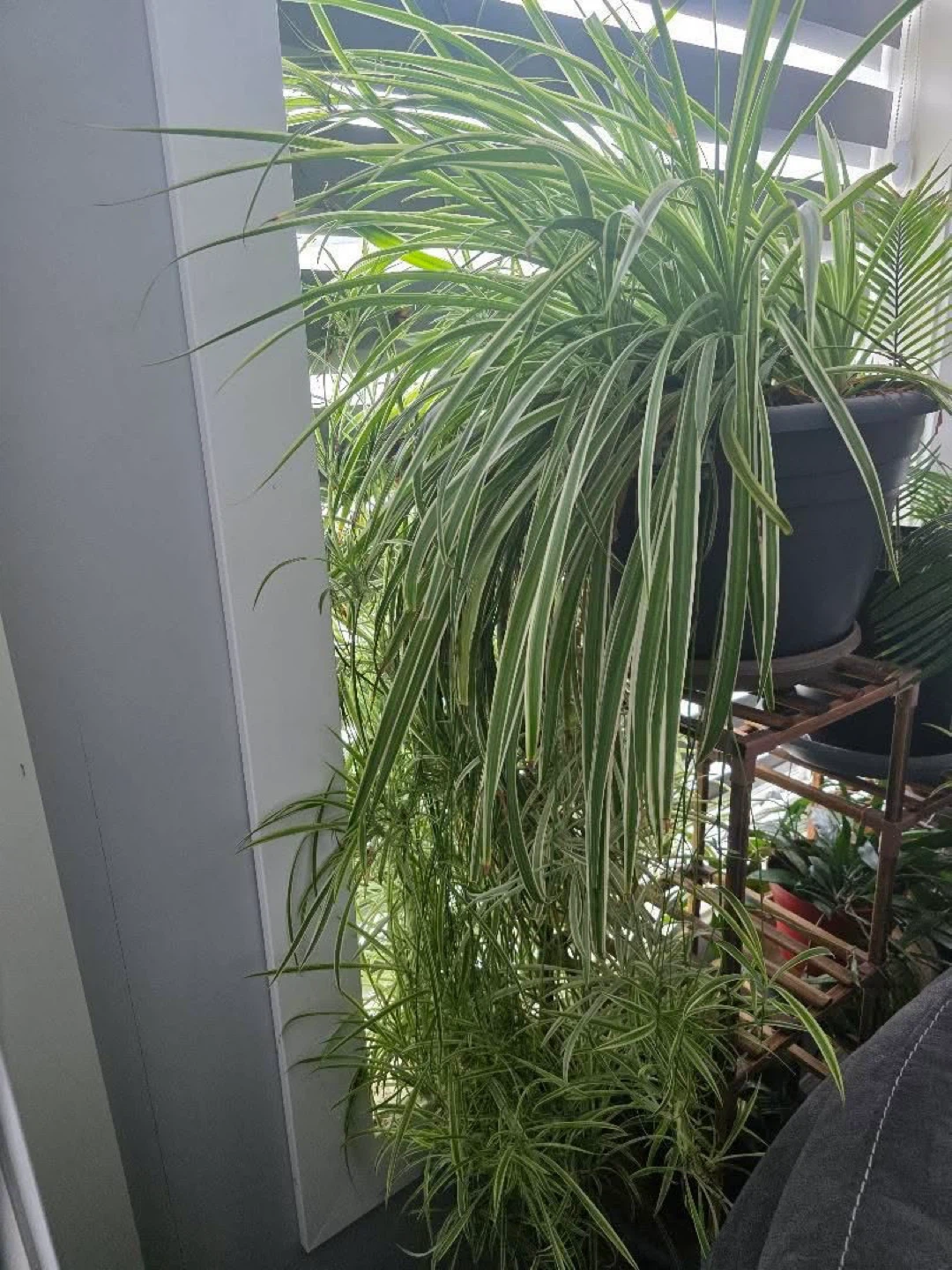 Spider Plant in Pot - photo 2