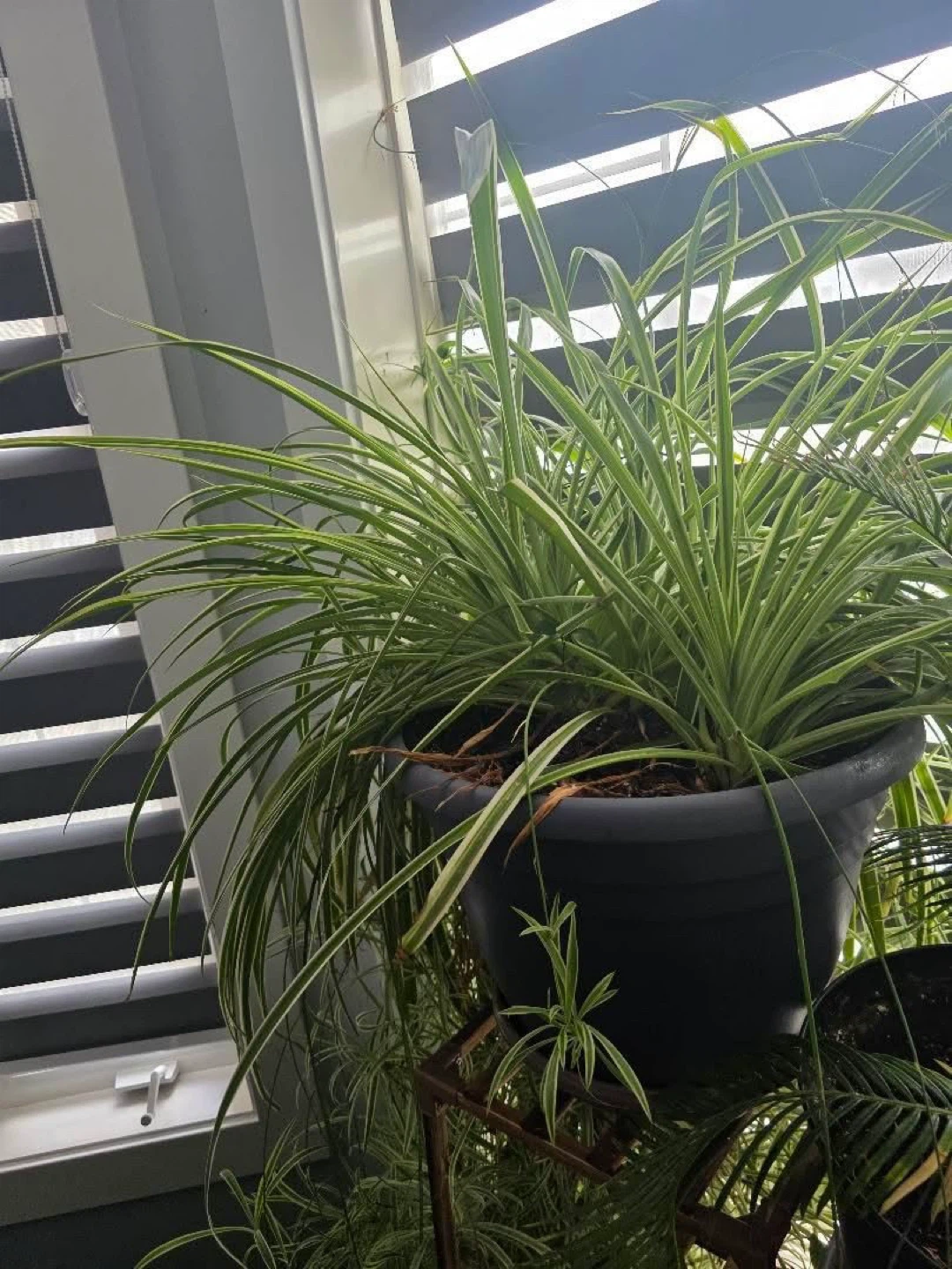 Spider Plant in Pot