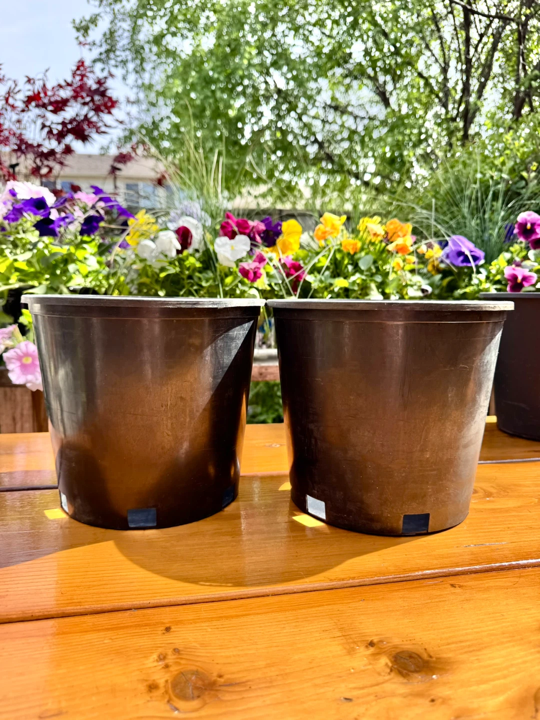 $1 Each Nursery Pot - 9”× 8”