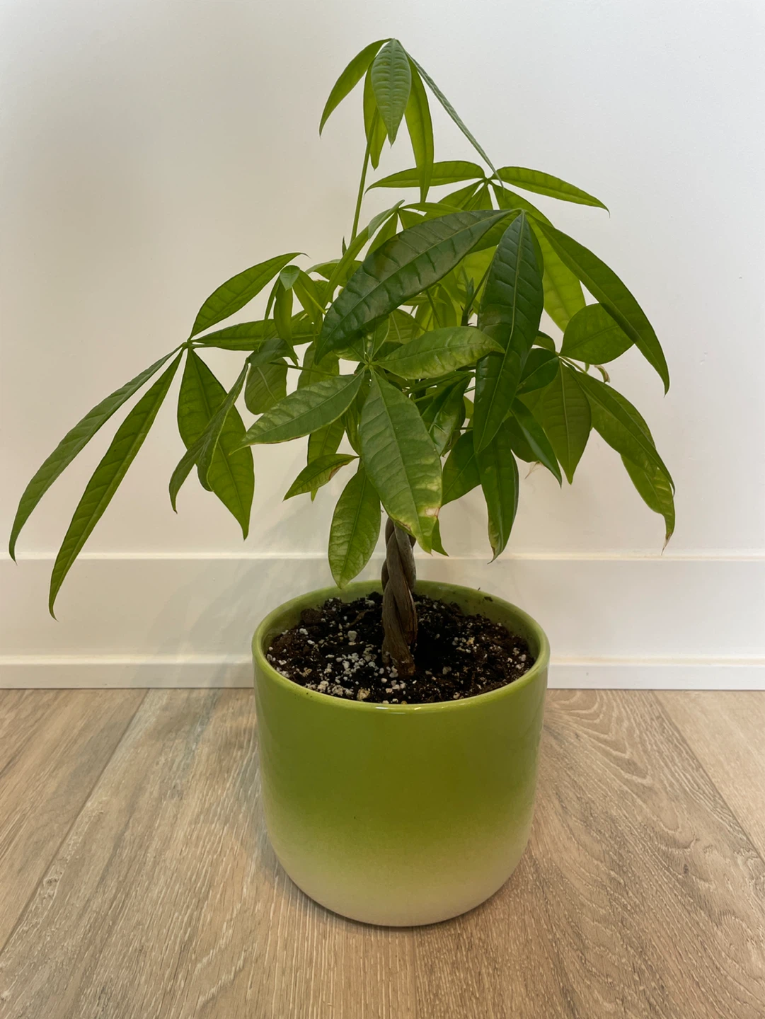 Money Tree Plant in Green Pot - photo 2