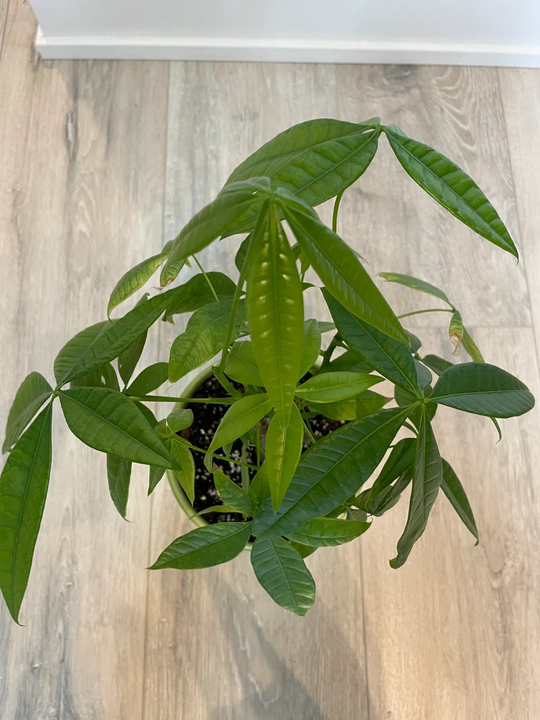 Money Tree Plant in Green Pot - photo 3
