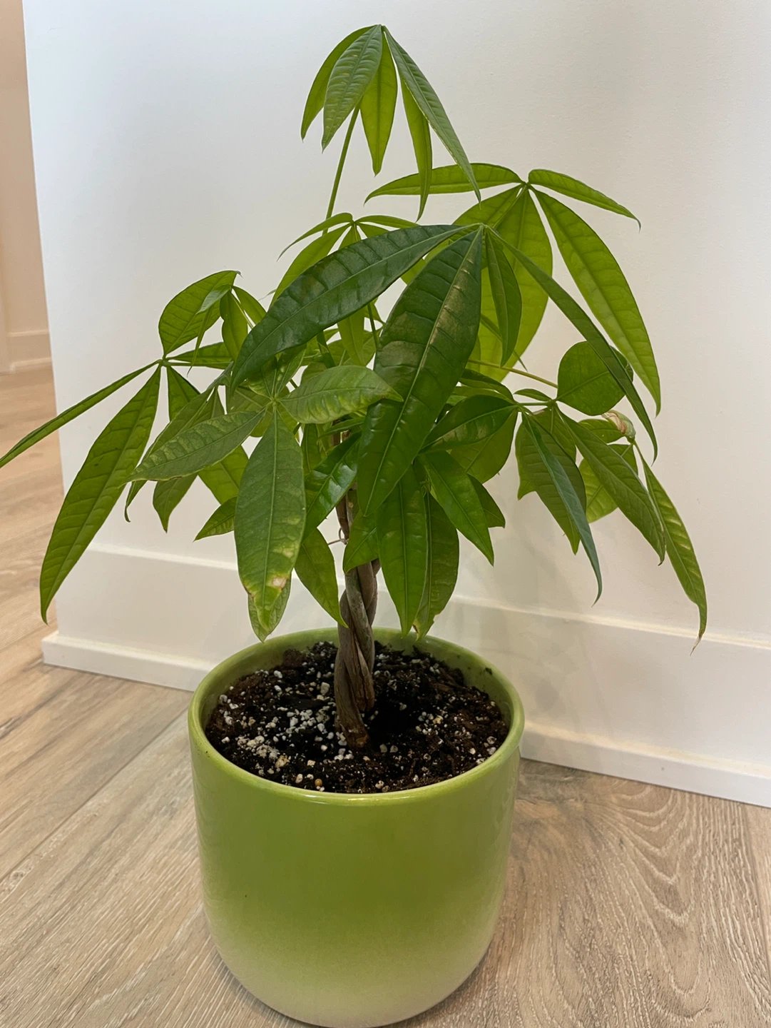 Money Tree Plant in Green Pot