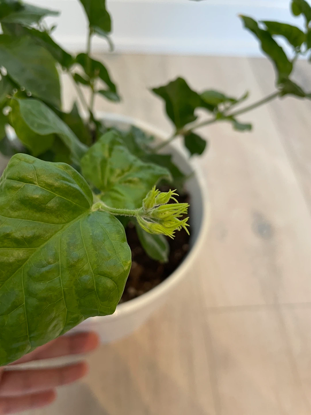 Potted Jasmine Plant - photo 4