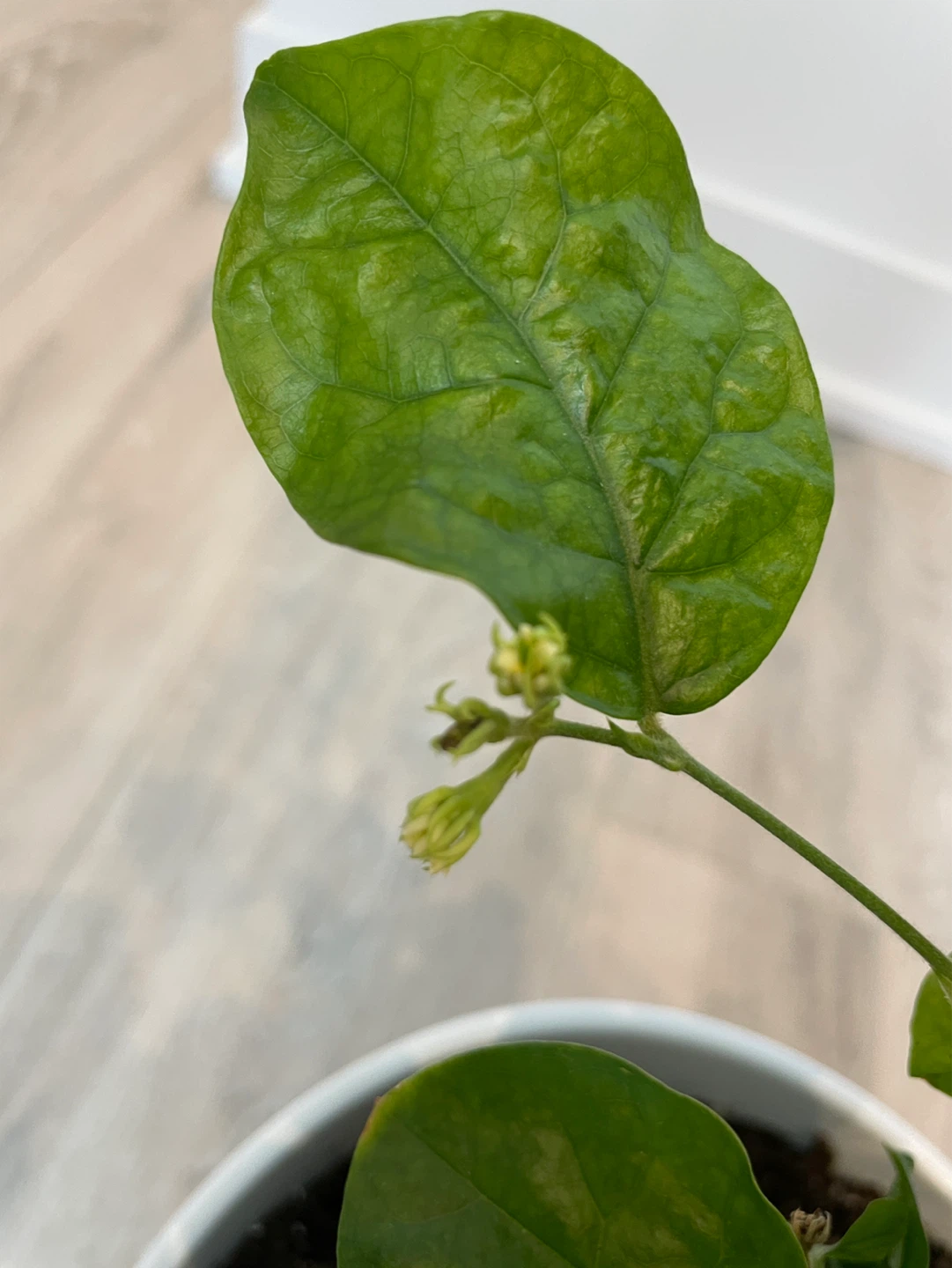 Potted Jasmine Plant - photo 3