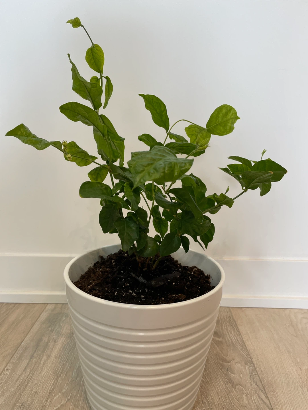 Potted Jasmine Plant