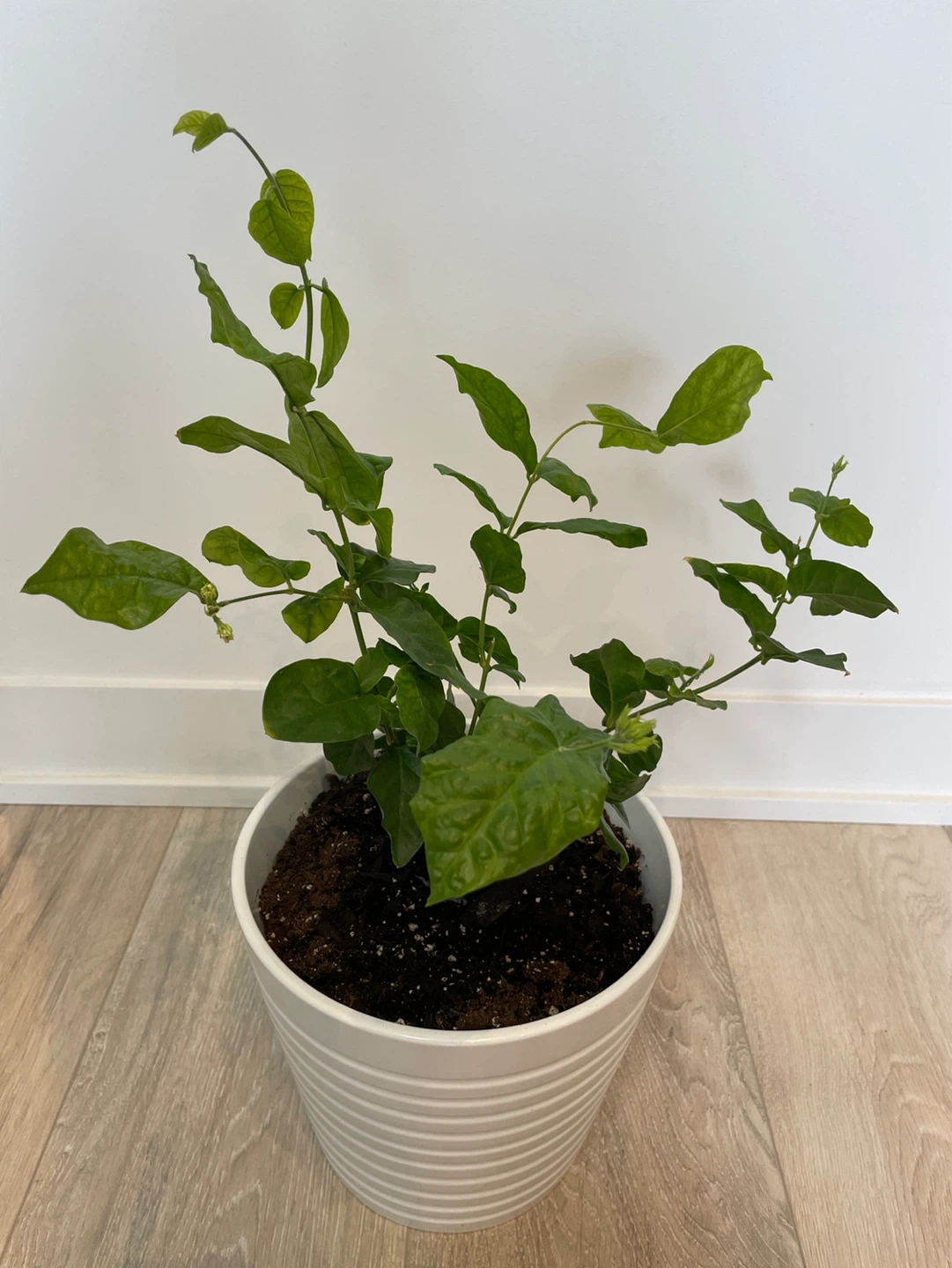 Potted Jasmine Plant - photo 2