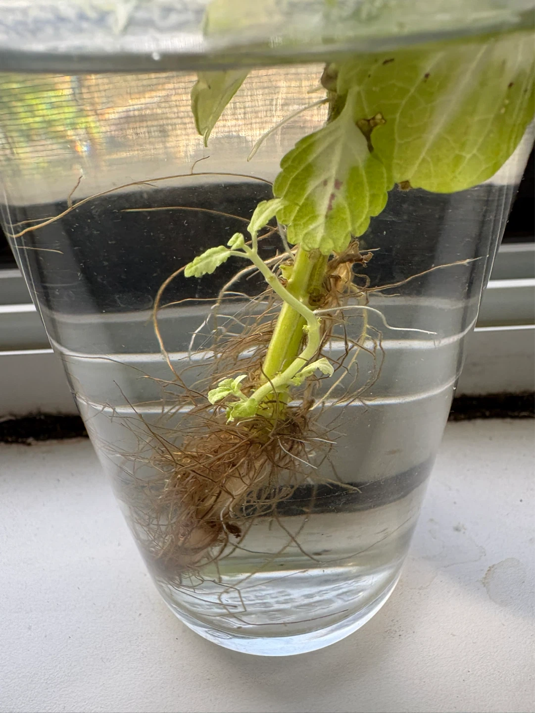 Coleus cutting with extensive roots in Water - photo 2