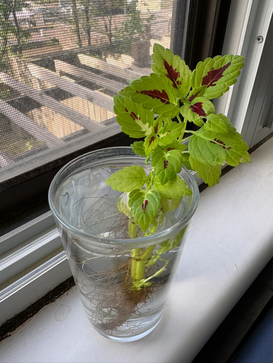 Coleus cutting with extensive roots in Water