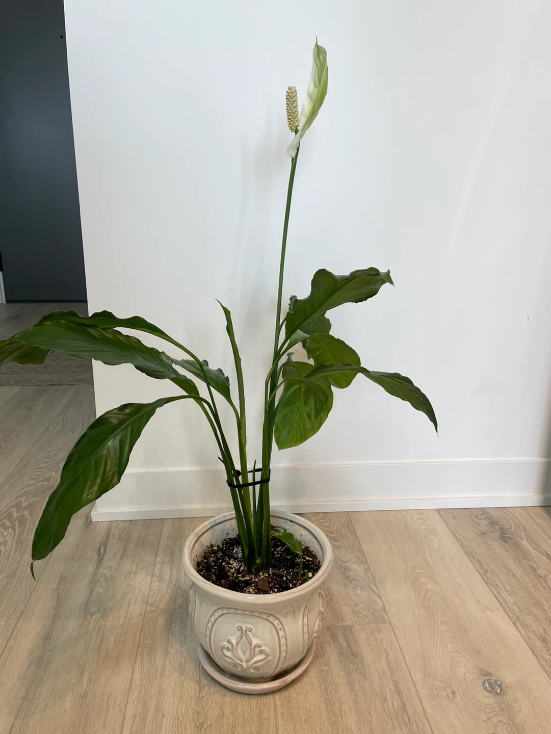 Potted Peace Lily Plant - photo 3