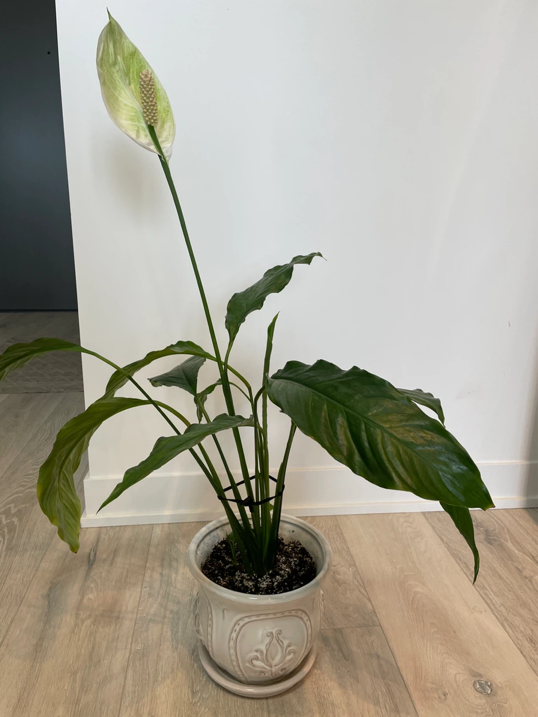 Potted Peace Lily Plant