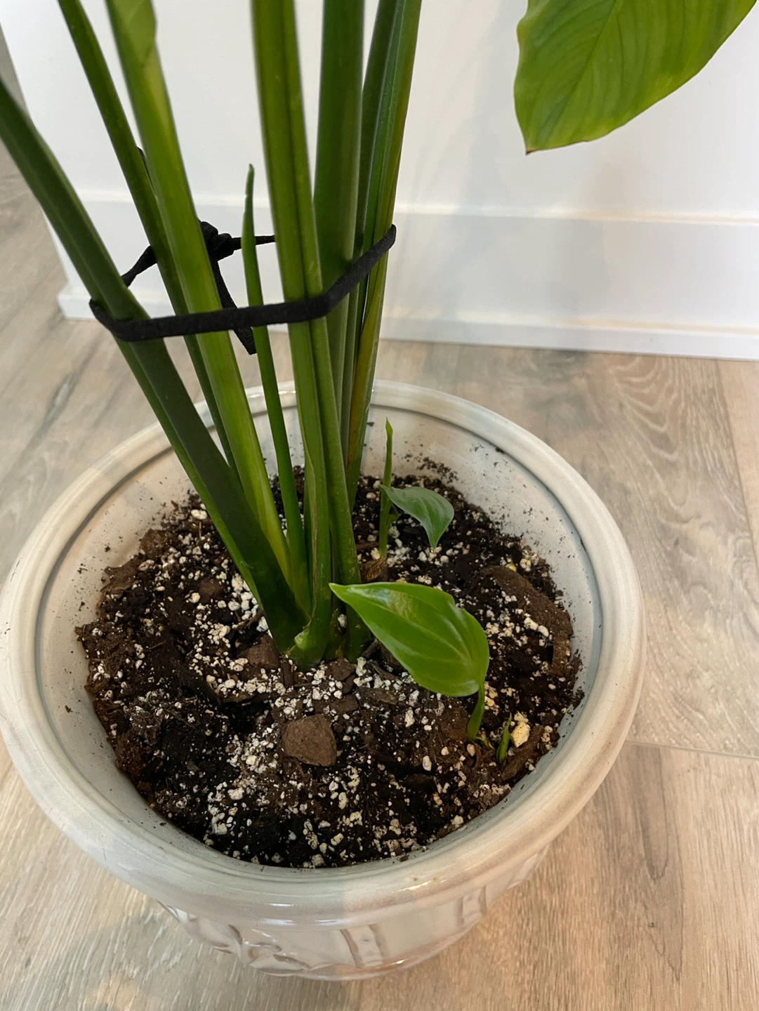 Potted Peace Lily Plant - photo 2
