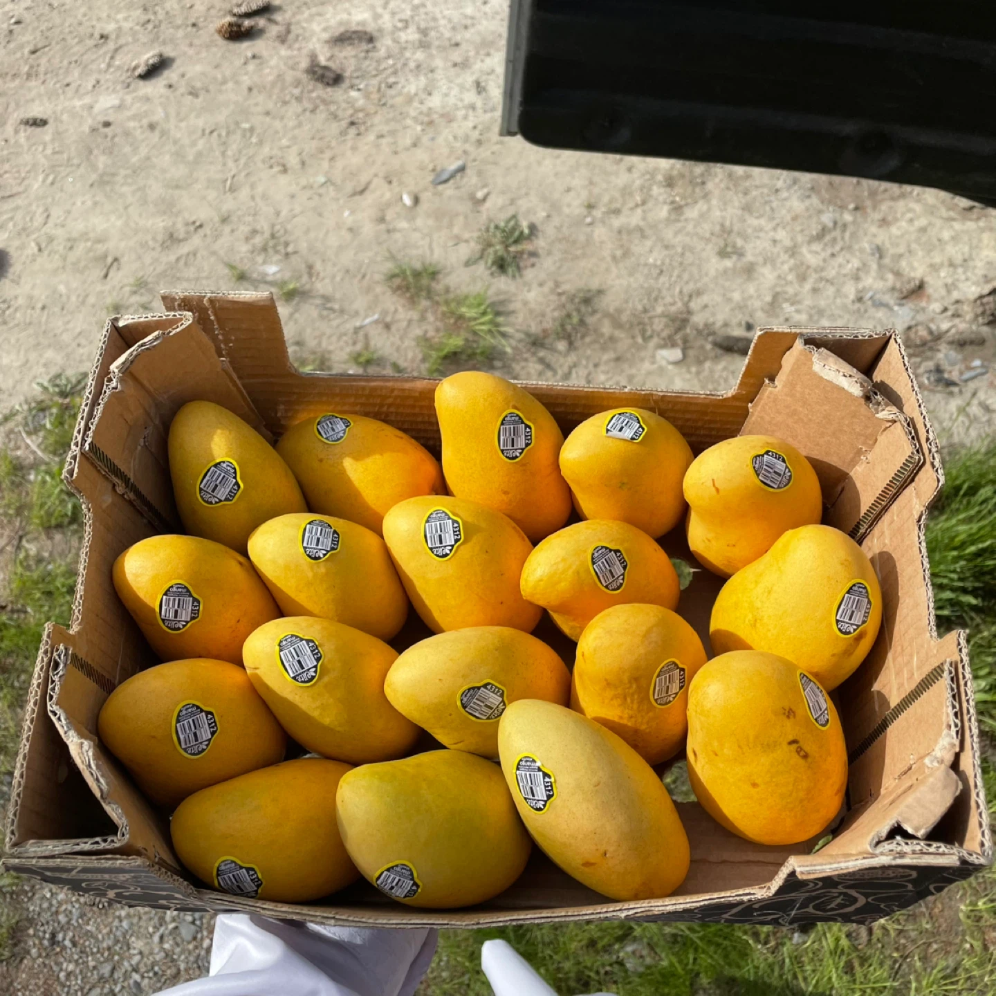 Crates of Mangoes - photo 3