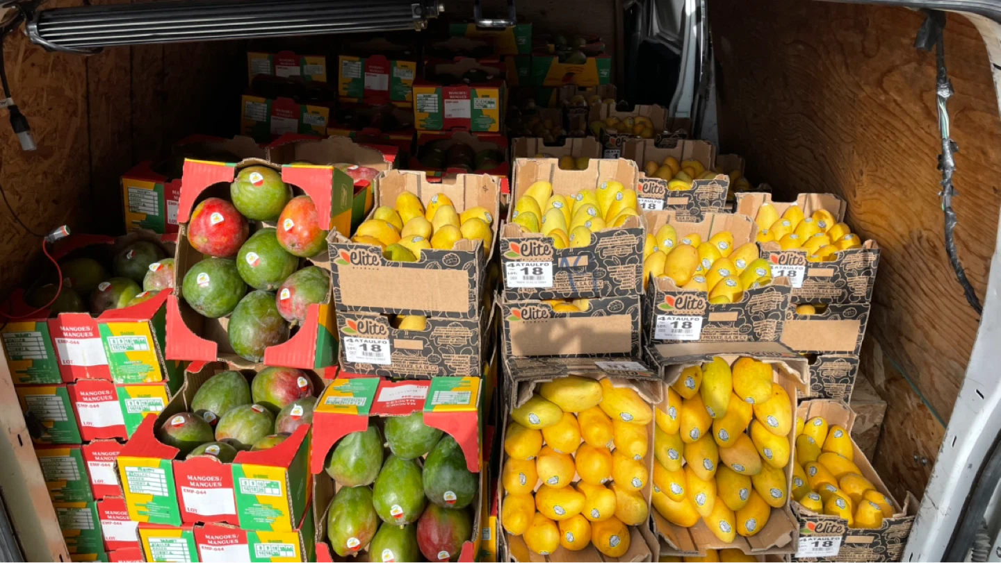Crates of Mangoes - photo 2