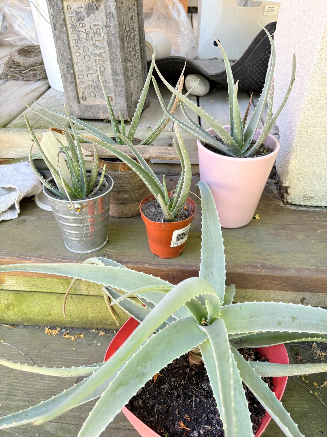 Aloe Vera Plants