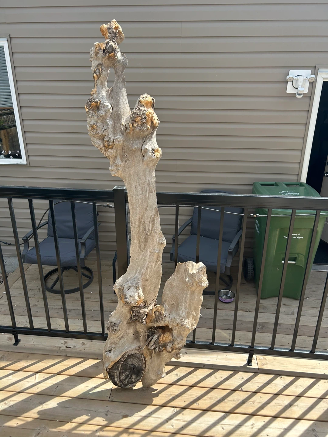 Unique large natural burl wood piece