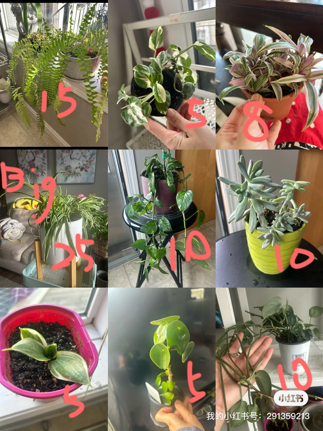 Assorted Potted Plants indoor plants